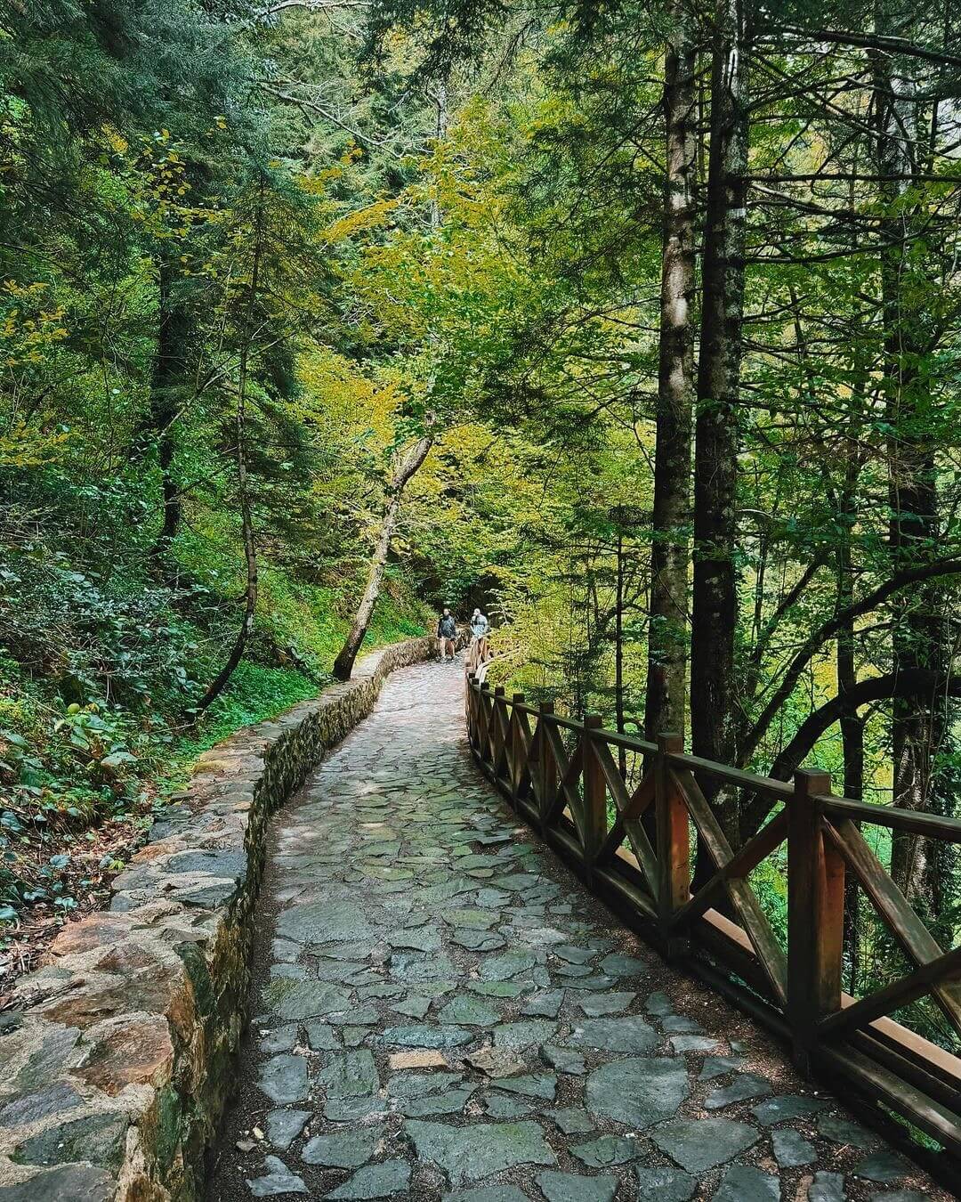 yereltrabzon