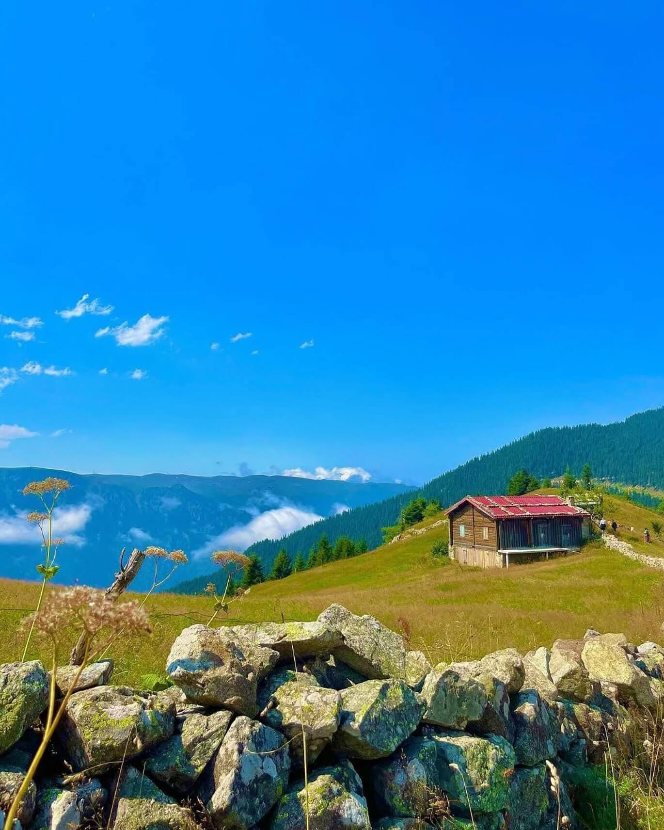 yereltrabzon
